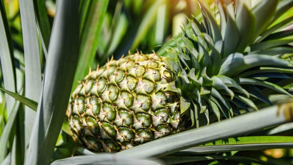 Balinese Fruit Export Commodity